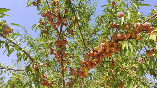 تصویر 3 از قیمت خرید بادام مامایی با پوست با فروش عمده